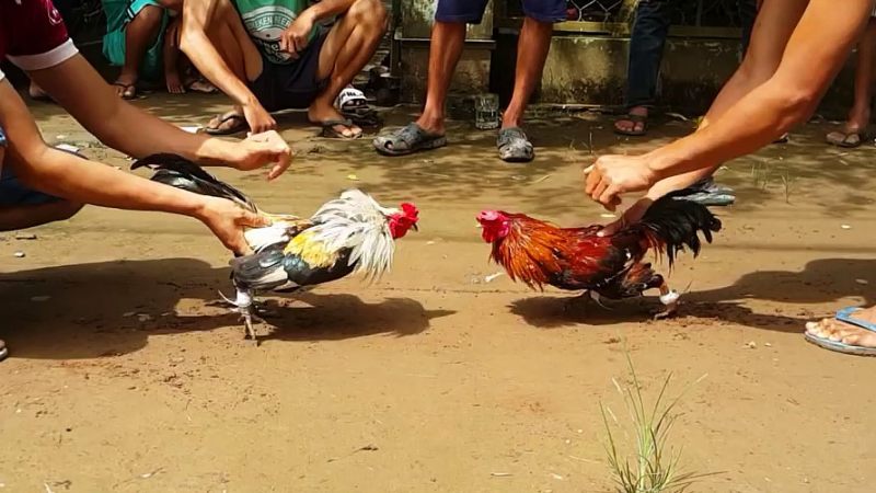 da ga yo88 1 Tổng quan về đá gà Yo88